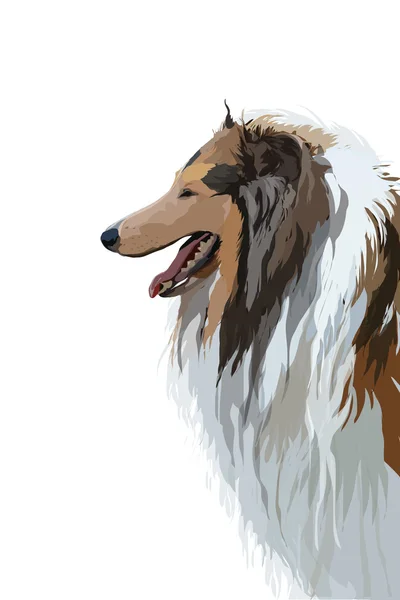 Collie. — Stockový vektor