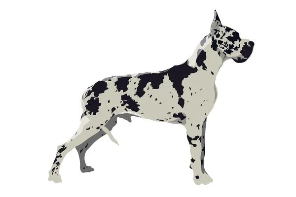 Harlequin Great Dane. — Stock Vector