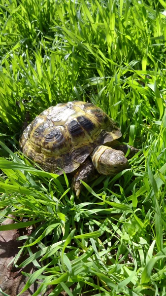 Schildpad in het gras. — Stockfoto