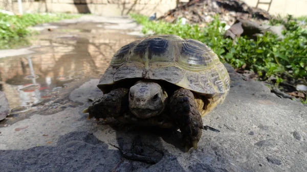 Tortoise. — Stock Photo, Image