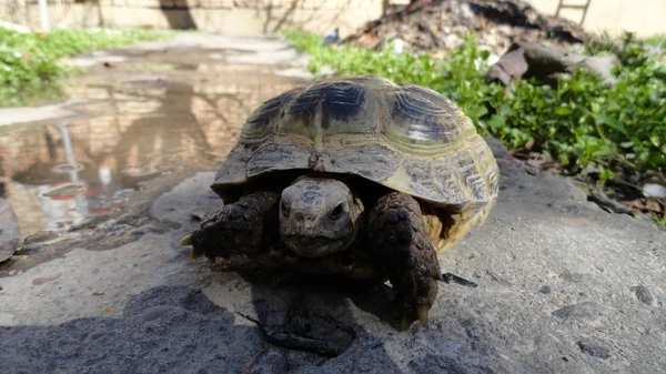 Kaplumbağa.. — Stok fotoğraf