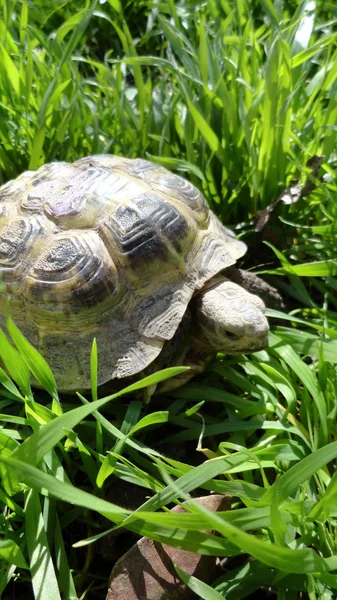 Żółw w trawie. — Zdjęcie stockowe