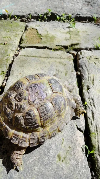 Schildpad. — Stockfoto