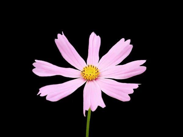 Blume auf schwarzem Hintergrund. — Stockfoto