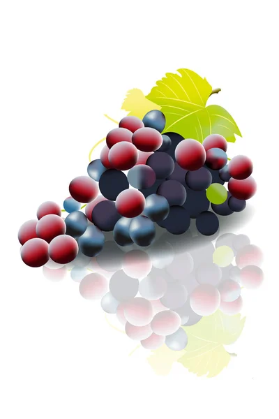 Грона винограду . — стоковий вектор