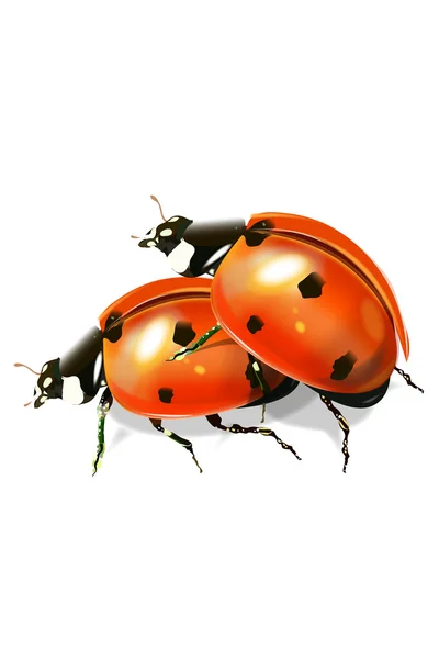 Ladybugs — Stock Vector