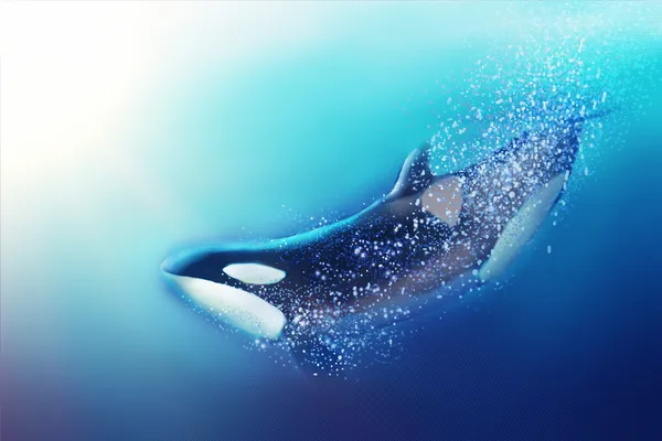 Killer whale and sea. — Stock Photo, Image