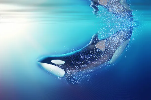 Killer whale and sea. — Stock Photo, Image