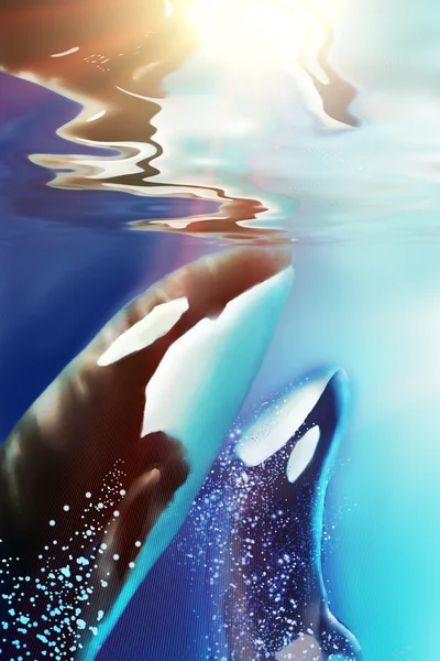 虎鲸和海. — 图库照片