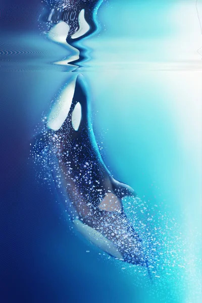 Baleia assassina e mar . — Fotografia de Stock