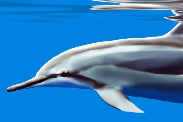 Dolphin — Stock Photo, Image