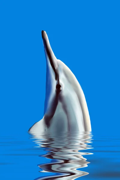 Dolphin — Stock Photo, Image