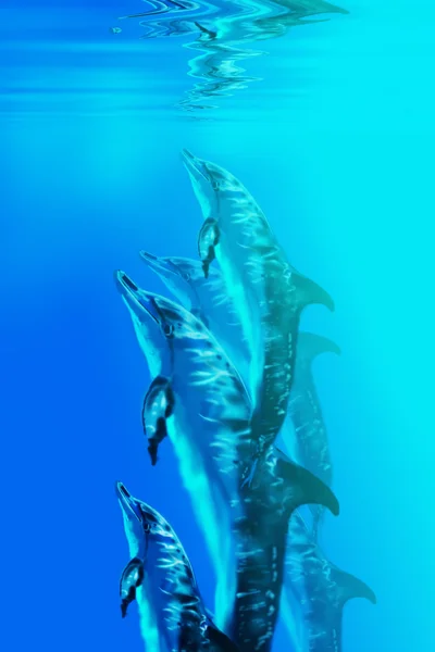 Dolphin — Stock Photo, Image