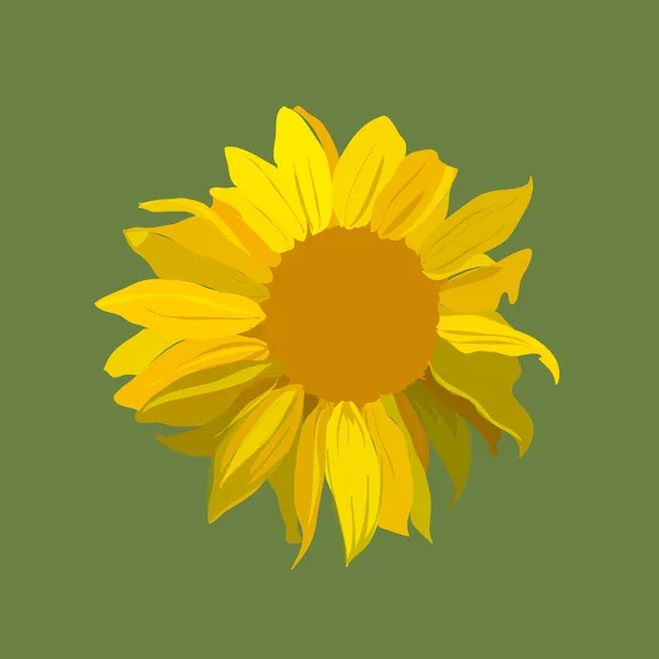 Sonnenblumenvektorabbildung. — Stockvektor