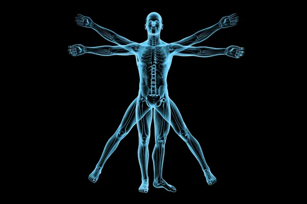 Vitruvian man with skeleton for study — Stock Photo, Image