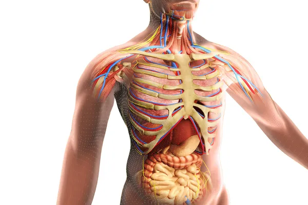 Anatomy of human — Stock Photo, Image