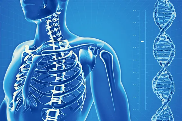 insan iskeleti x-ray