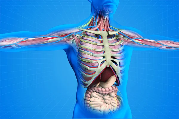 Innere Anatomie menschlicher Organe — Stockfoto