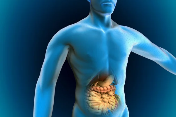 Digestive system — Stock Photo, Image