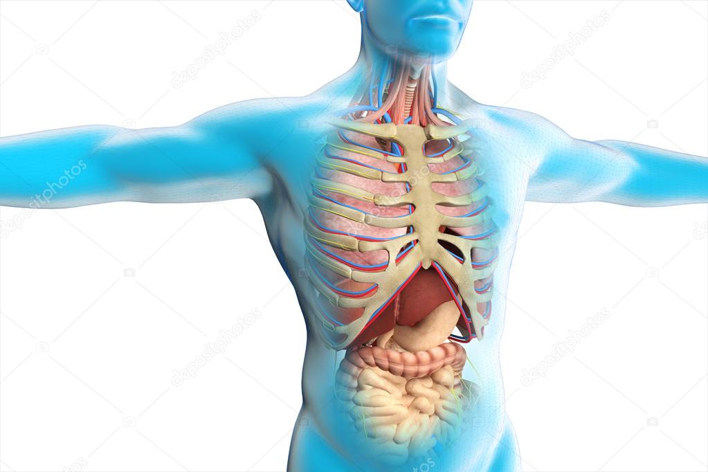 Internal anatomy of human organs