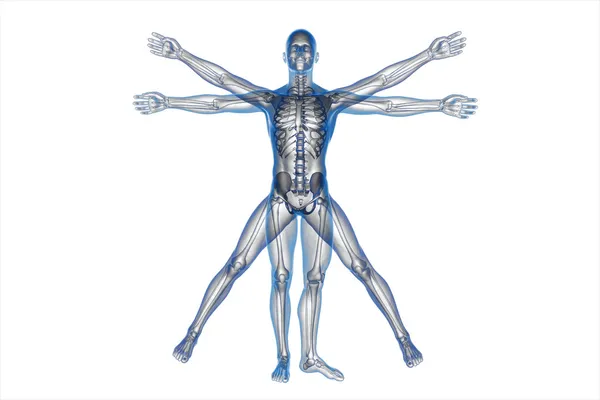 Human body of a Vitruvian man — Stock Photo, Image