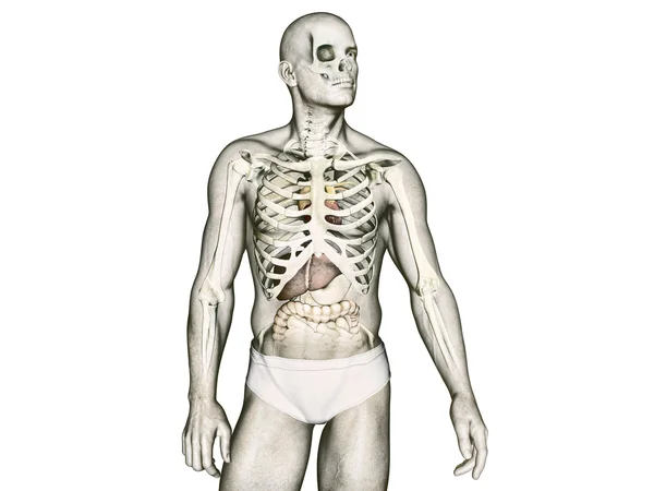 Anatomie der Männer — Stockfoto