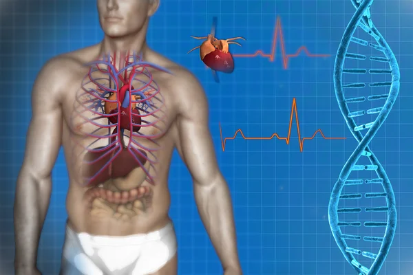 Anatomia cardiaca — Foto Stock