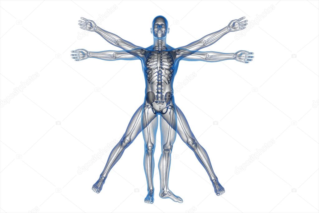 Human body of a Vitruvian man