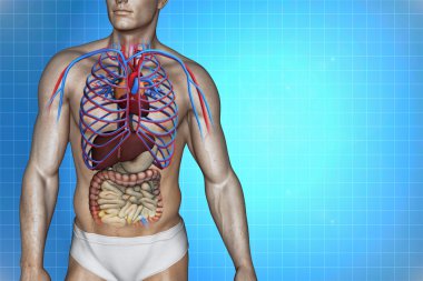 İnsan vücudu anatomisi