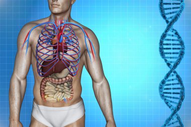 İnsan vücudu anatomisi