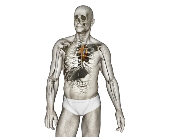 Anatomie lidského těla — Stock fotografie