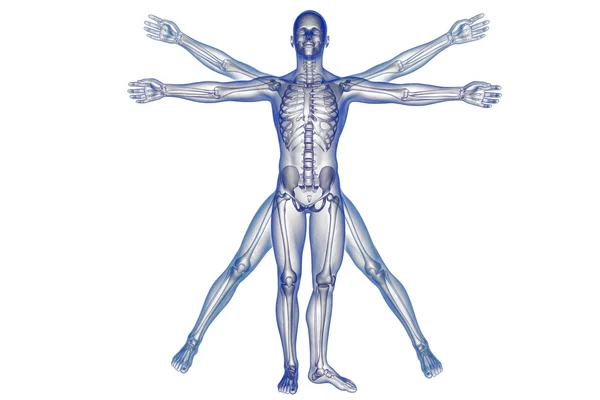 Vitruvian man with skeleton for study — Stock Photo, Image