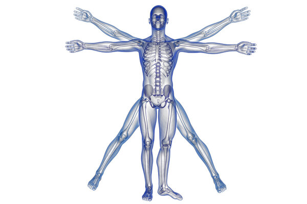 Vitruvian man with skeleton for study