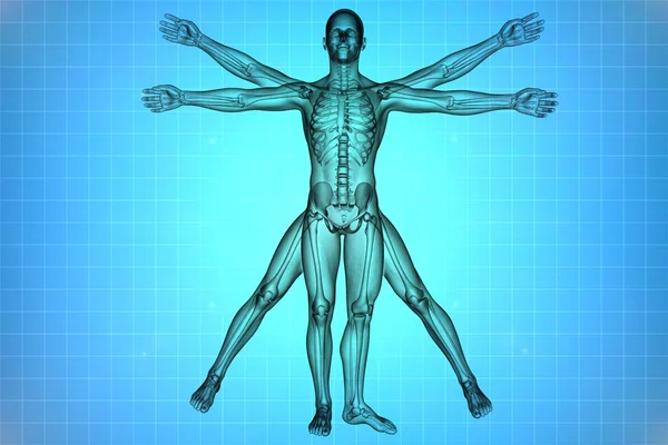 Vitruvian man with skeleton for study — Stock Photo, Image