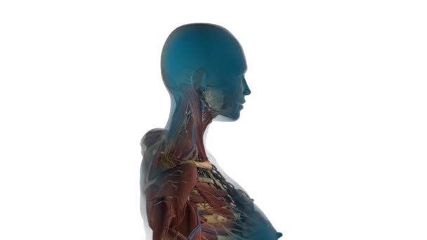 X-stralen analyse van vrouwen lichaam — Stockvideo