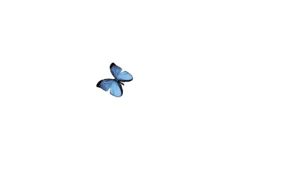 Butterfly flying — Stock Video