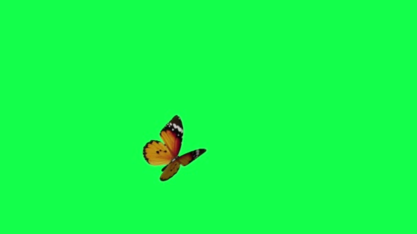 létající motýl