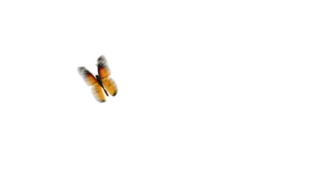 Butterfly flying — Stock Video