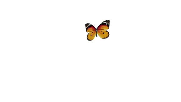 Mariposa volando — Vídeo de stock