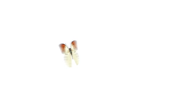 Butterfly flying — Stock Video