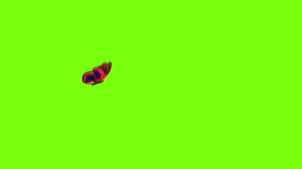 나비 비행 — 비디오