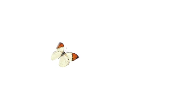 Létající motýl — Stock video