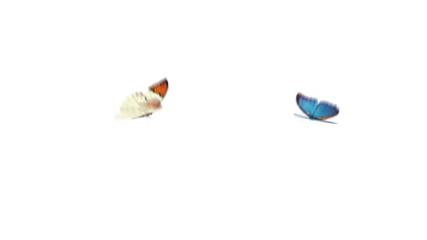 Zwei Schmetterlinge fliegen