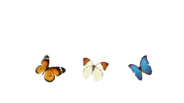 Trois papillons volent 