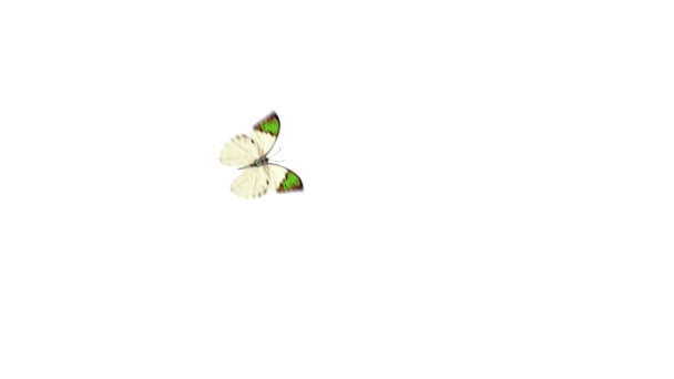 Papillon volant 