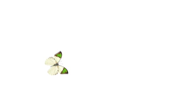 Papillon volant 