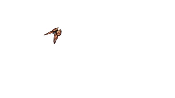 Uçan kelebek — Stok video