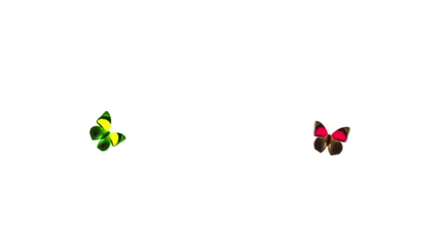 2 개의 비행 butterflys — 비디오