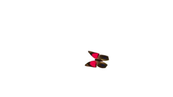 Papillon de vol 
