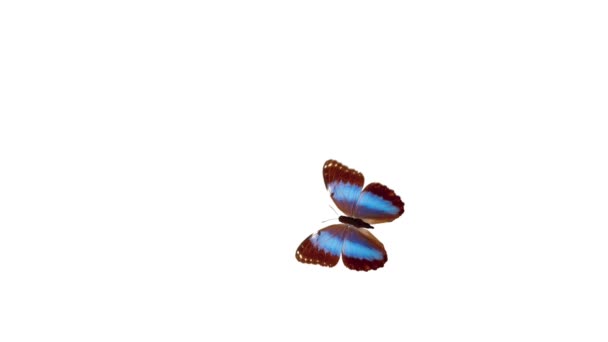 Flug-Schmetterling — Stockvideo